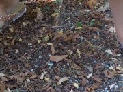 Pissing nel bosco